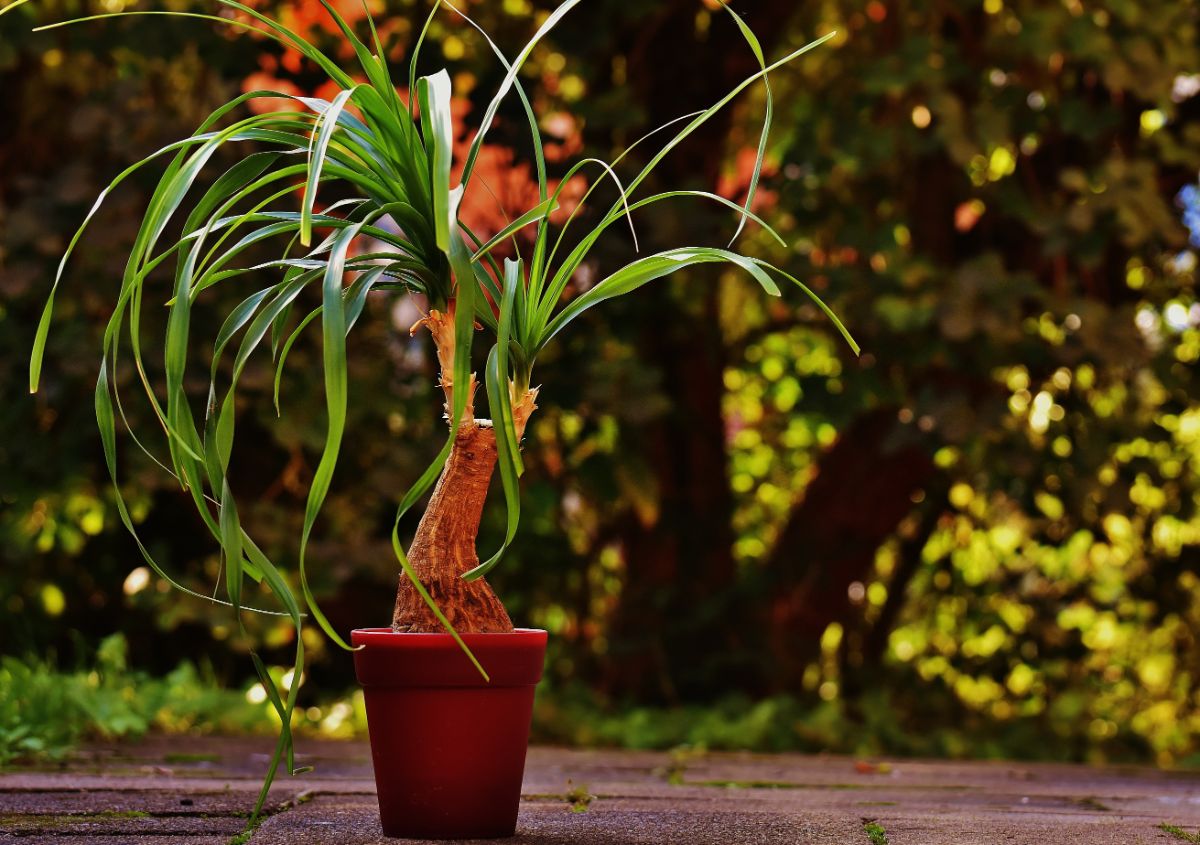 How to care for an elephant foot plant