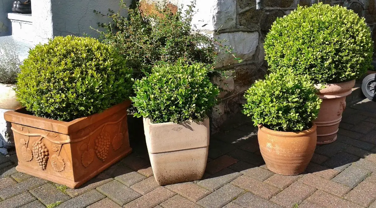 Buxus sempervirens: care | Gardening On