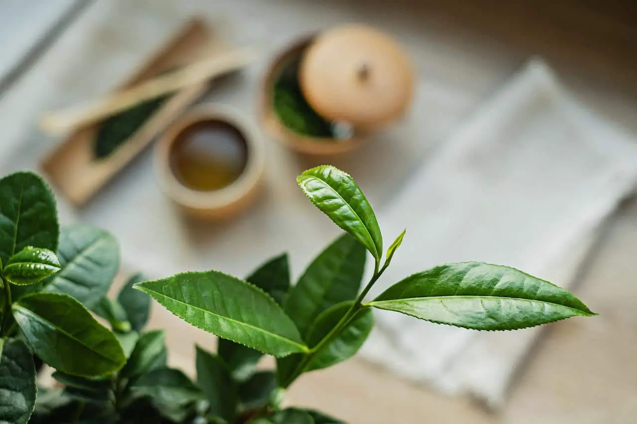 Green tea plant: Cultivation, uses and properties