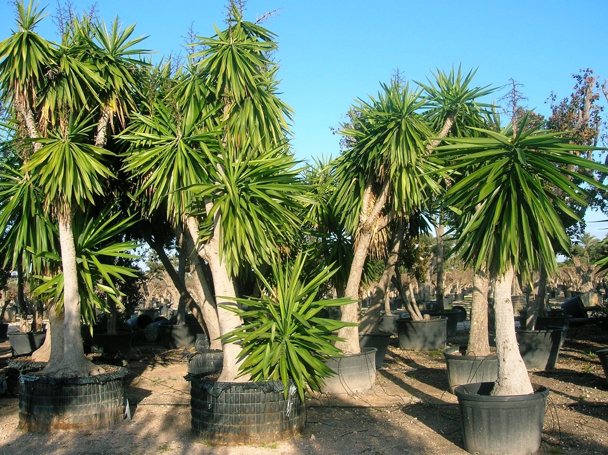 Yucca elephantipes: characteristics and care in the interior