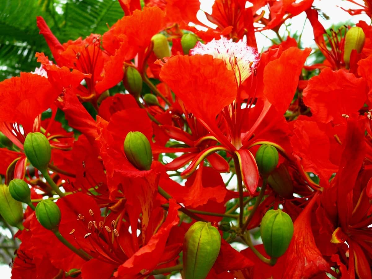 10 trees with red flowers: the most beautiful