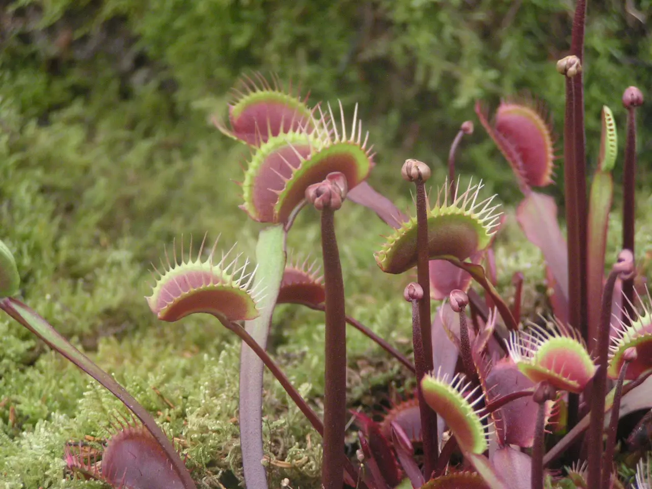 Venus flytrap care | Gardening On