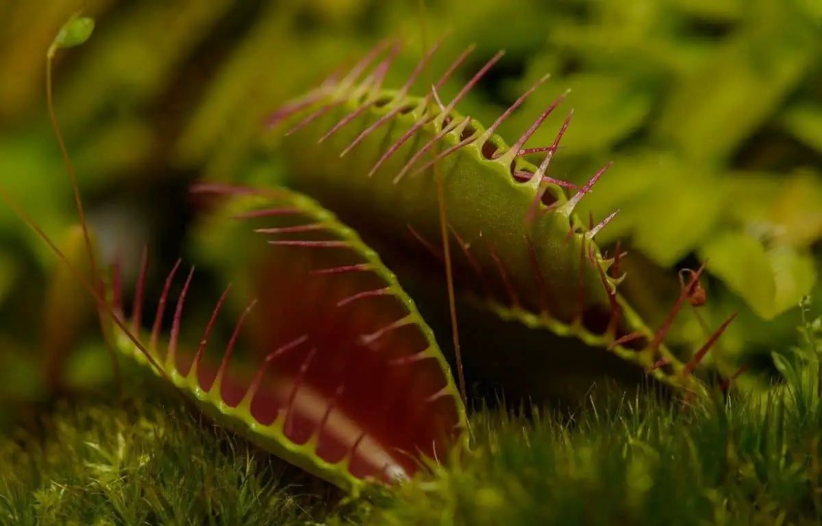 Carnivorous plant: characteristics, varieties, cultivation and much more