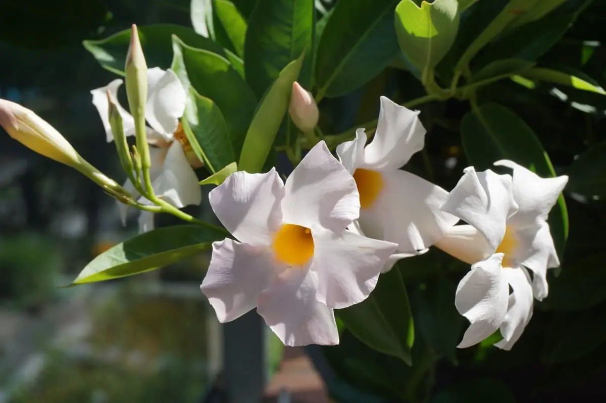 White dipladenia: meaning, uses and more
