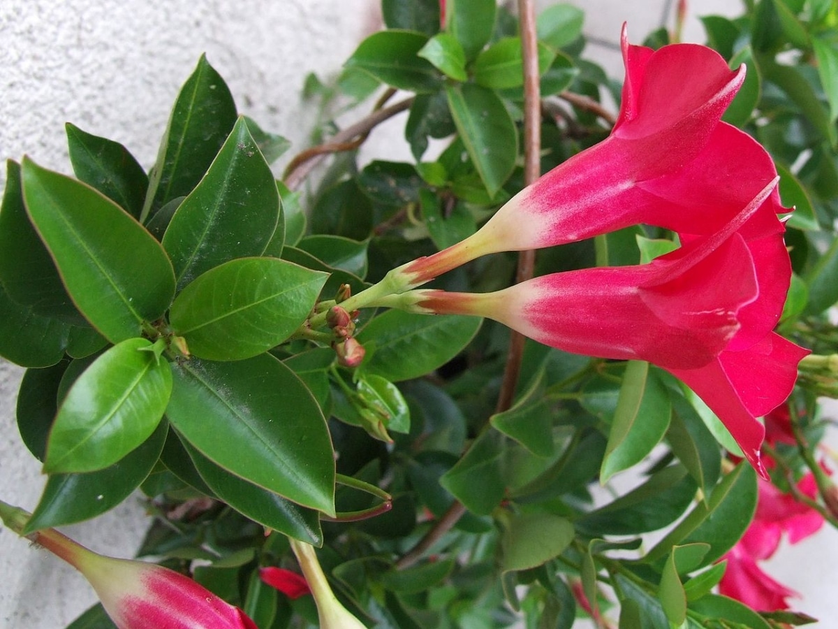 Dipladenia with yellow leaves: what’s wrong with it?