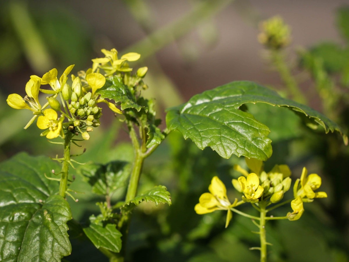 All about white mustard, a very interesting culinary plant