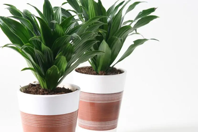 Care of the compact Dracaena
