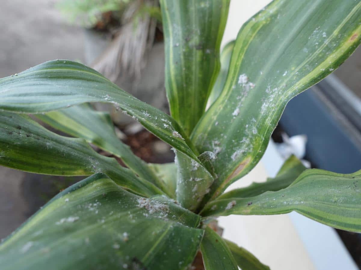 Dracaena: pests, diseases and other problems