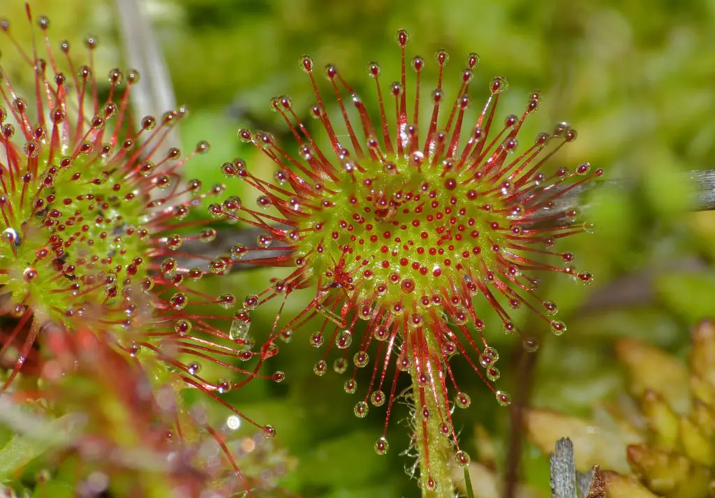 All about Drosera rotundifolia, a carnivore for beginners