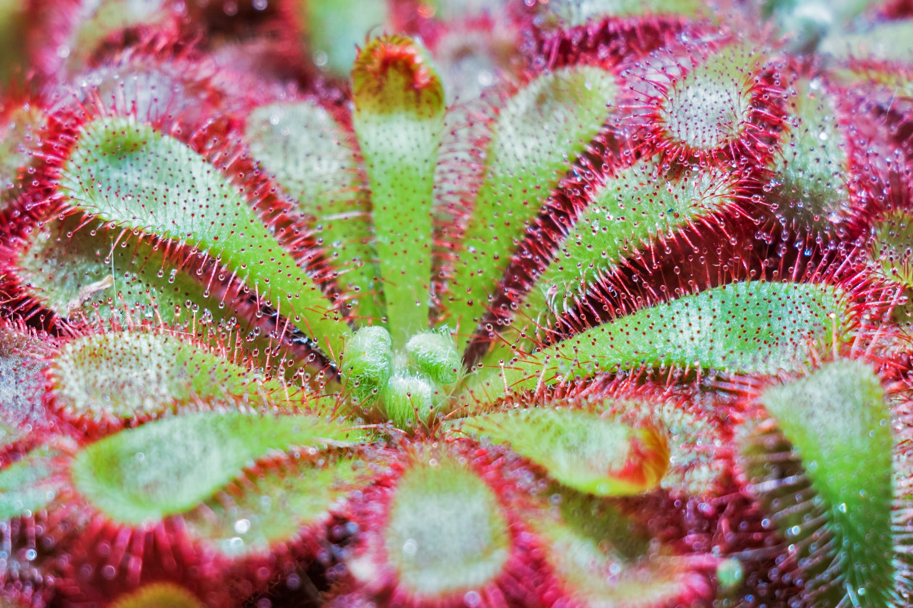 How to choose the substrate for carnivorous plants?