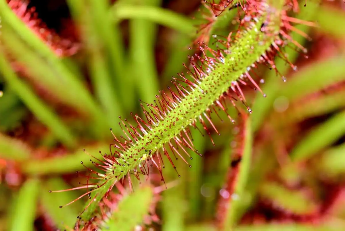 Carnivorous plants: care and types
