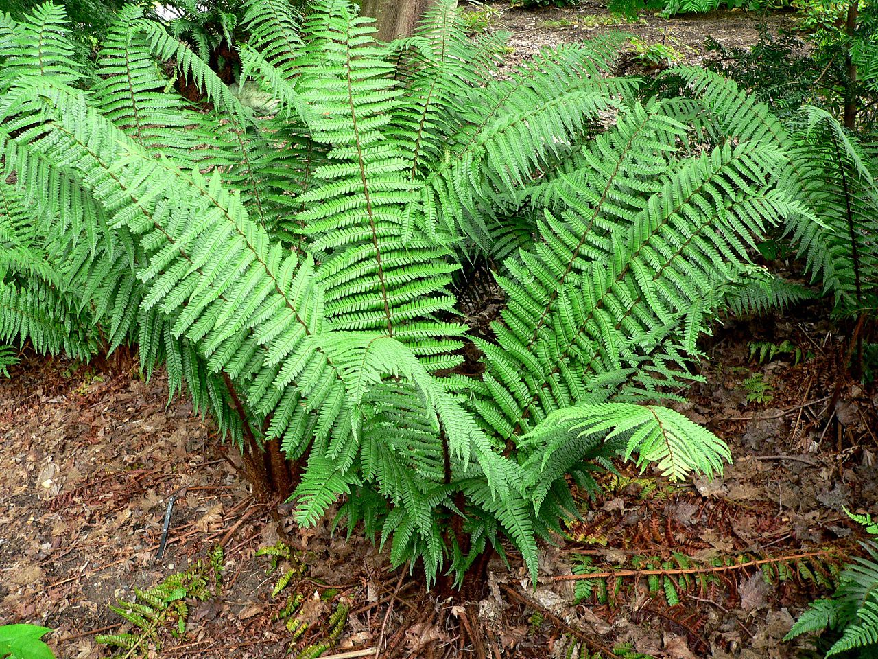 Dryopteris, rustic and decorative ferns for the home