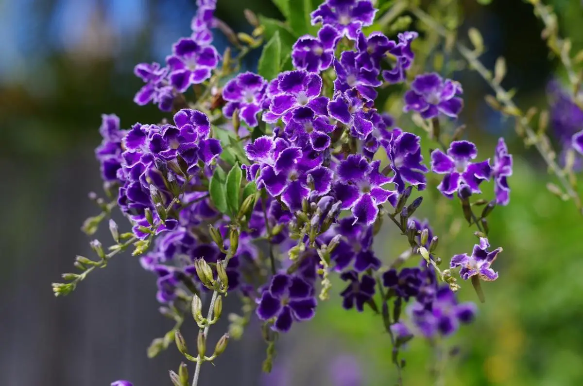Duranta complete file: how it is, care and more