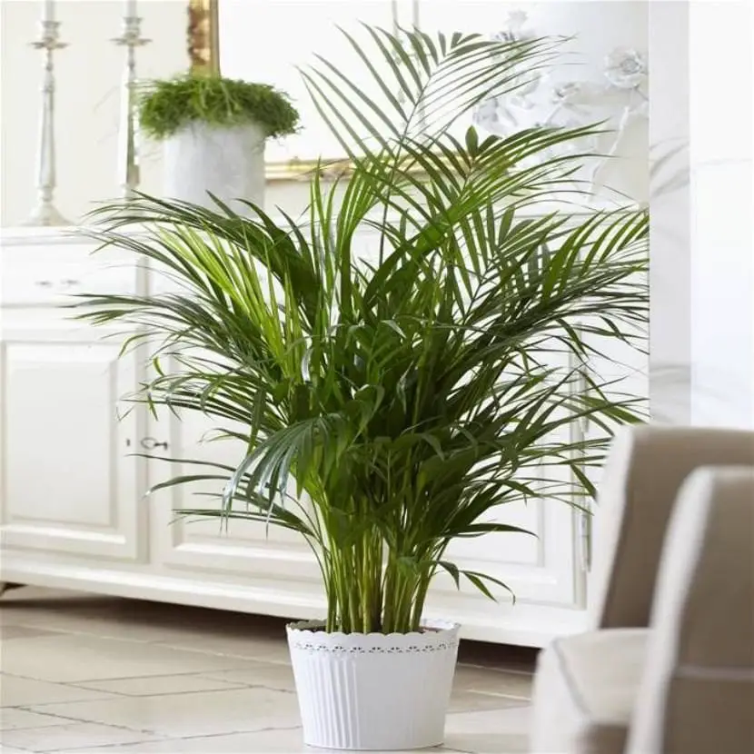 How to care for a palm tree indoors