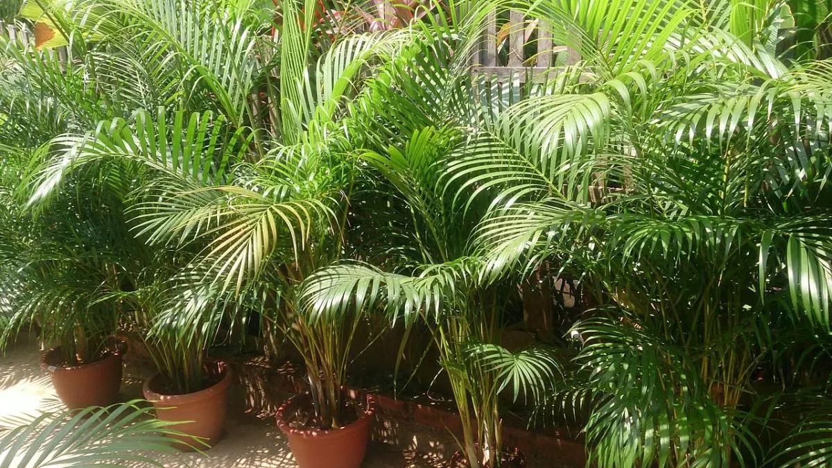 How to care for an areca palm tree