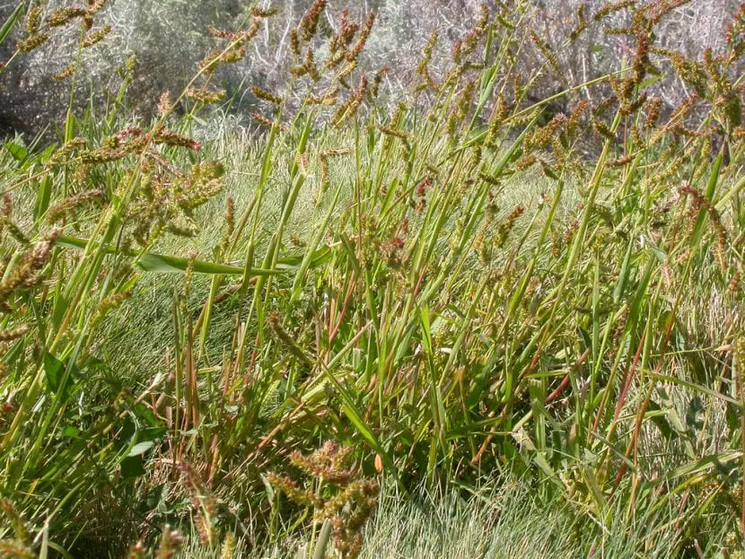Toothed grass (Echinochloa crus-galli)