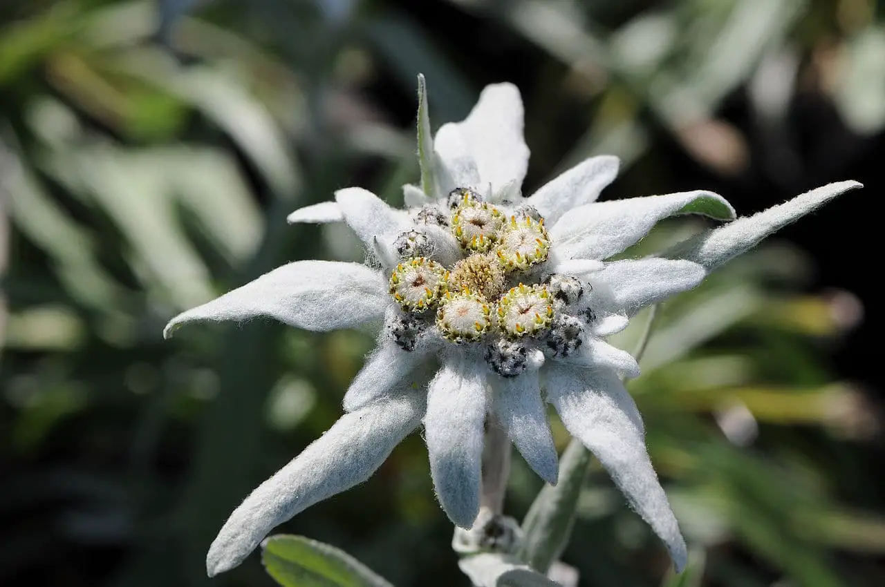 Edelweiss, all about the snow flower