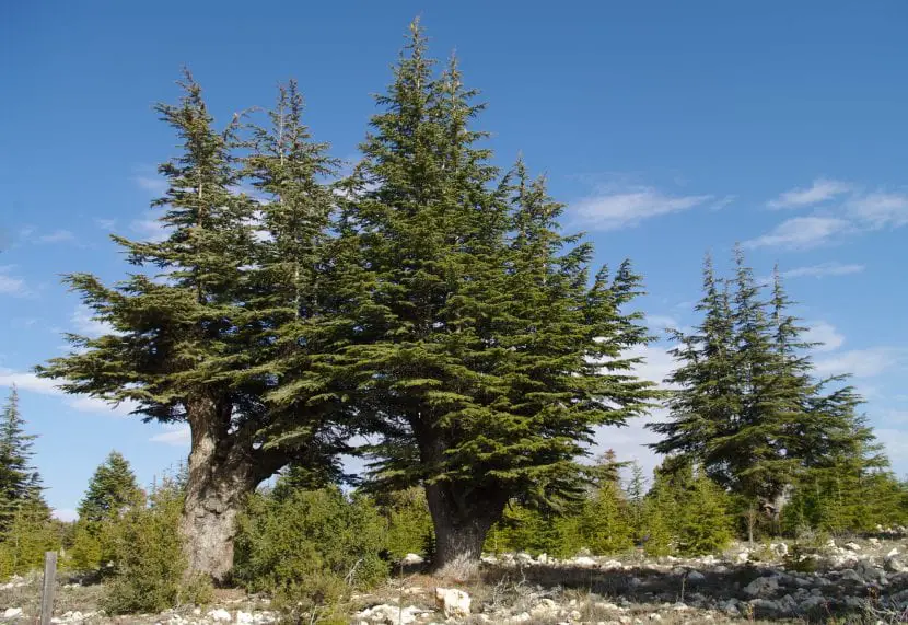 Cedar, the most ornamental conifer