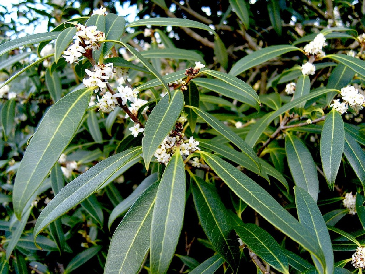 Osmanthus: discover this genus of flowering plants