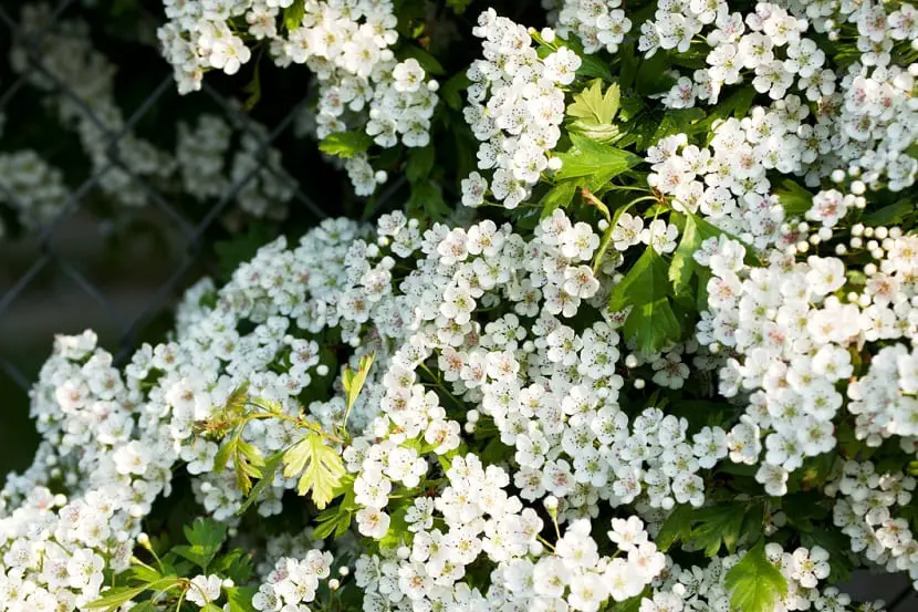 Hawthorn: properties, characteristics and cultivation