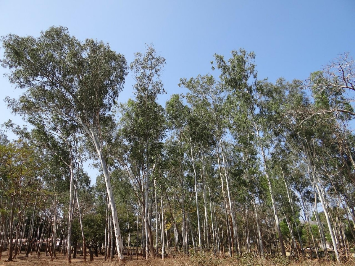 10 types of eucalyptus | Gardening On