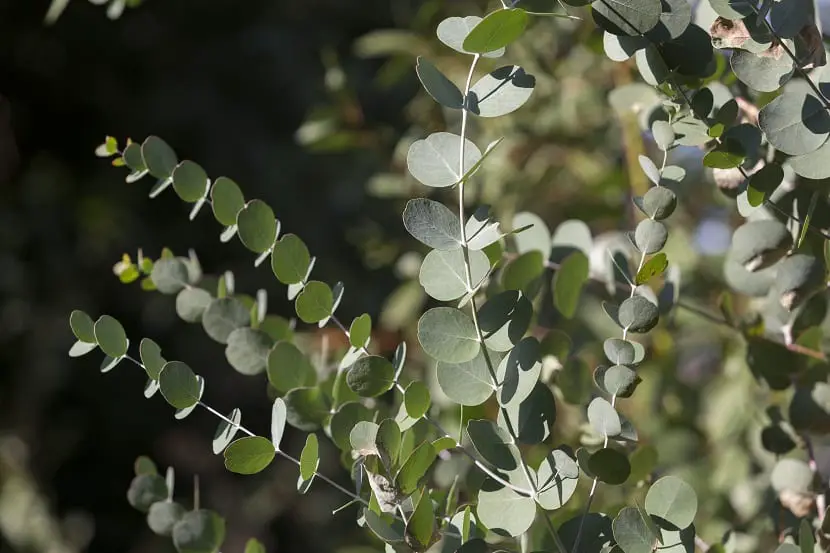 Main characteristics of the Eucalyptus Globulus