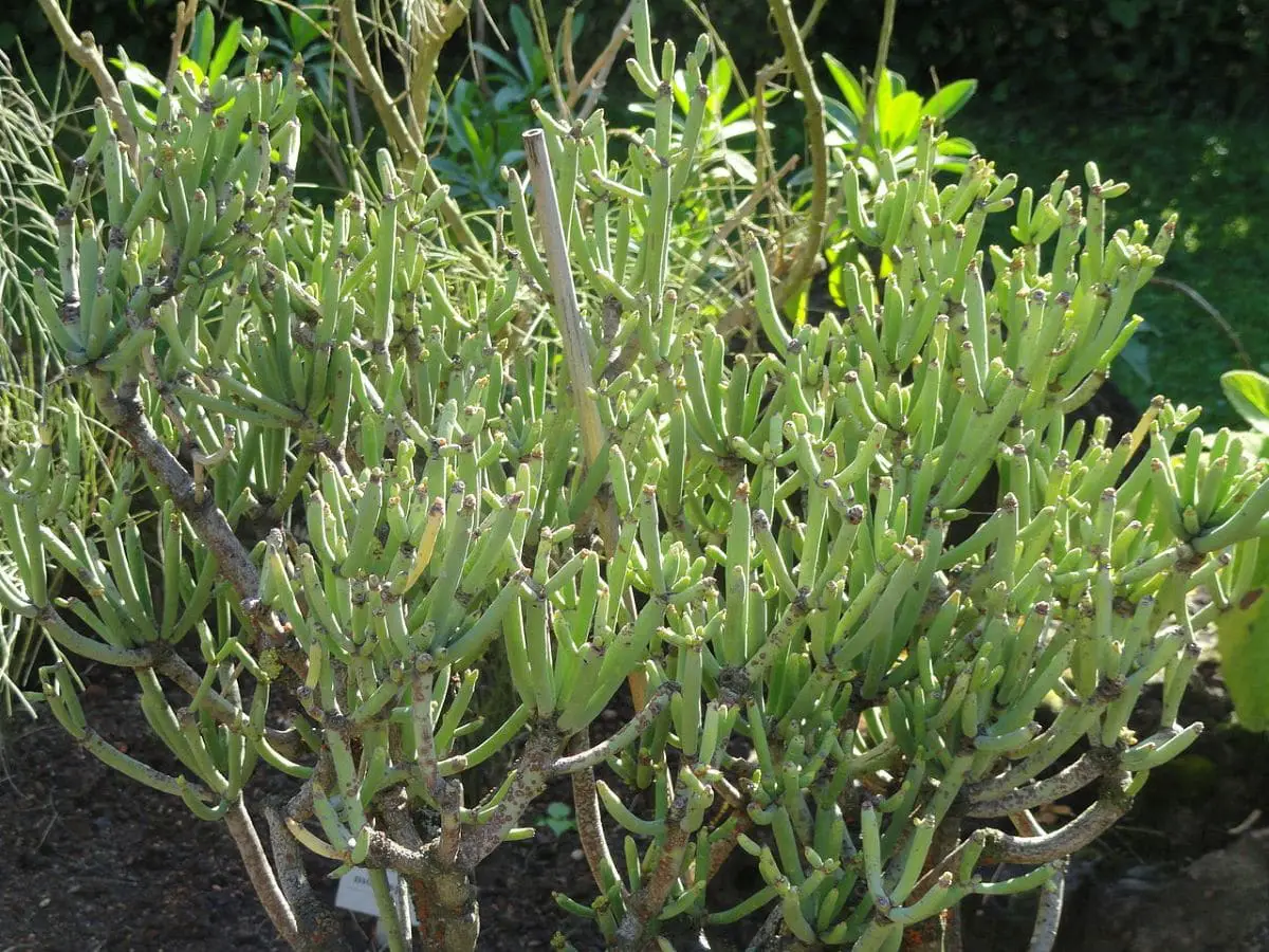 What is the care for Euphorbia aphylla?