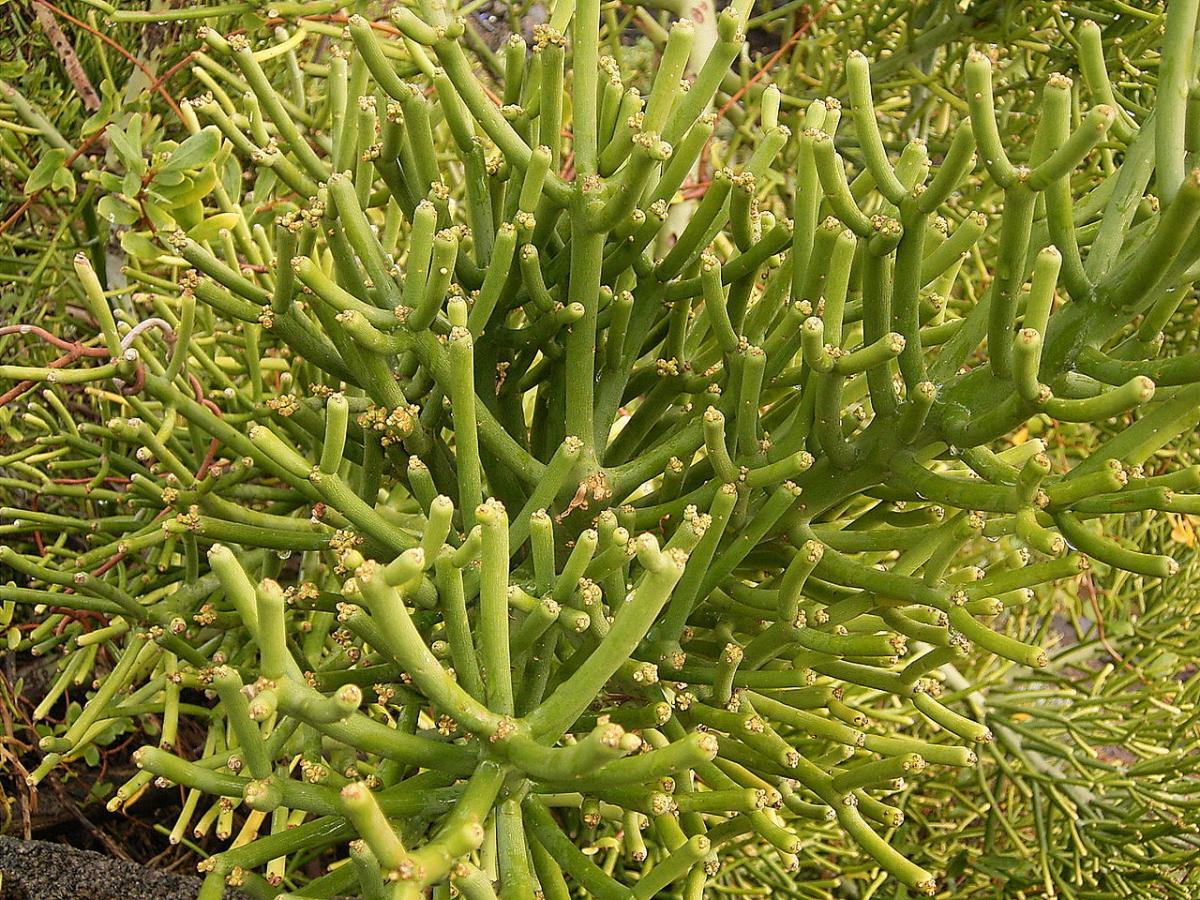 Finger tree, a very unique plant