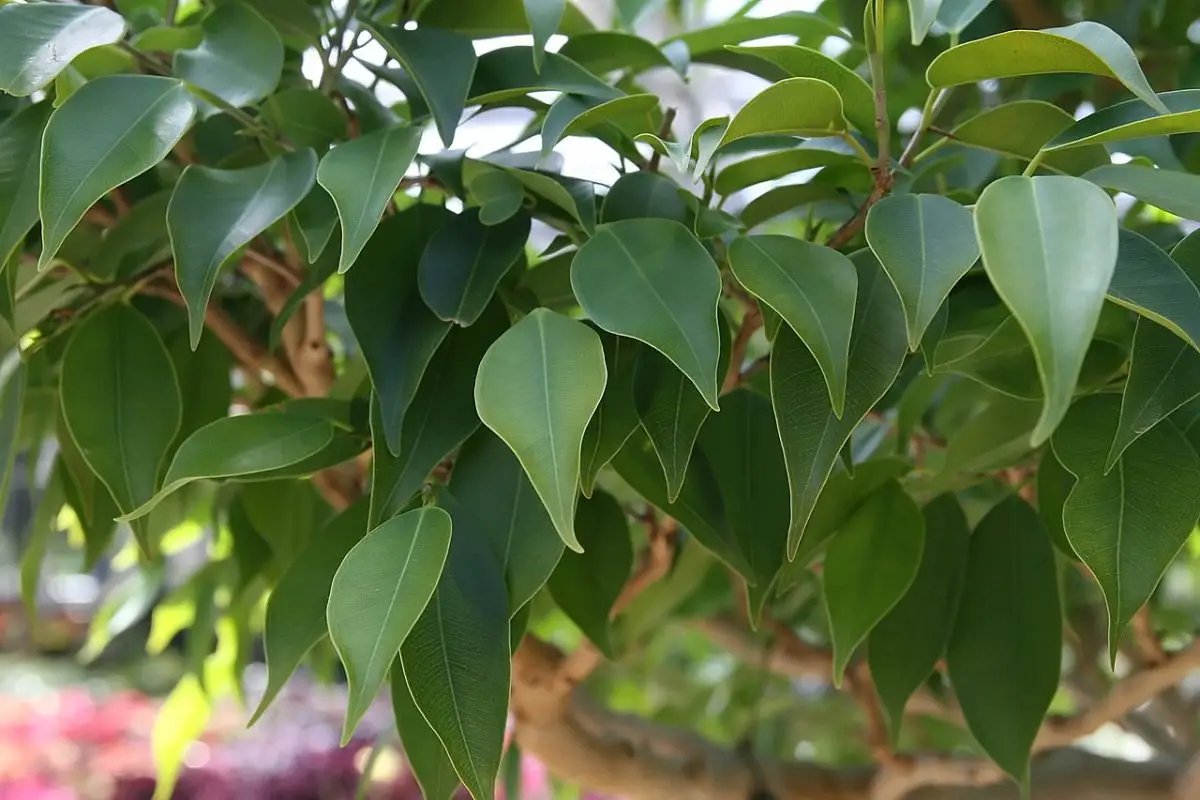 How to prune a Ficus benjamina