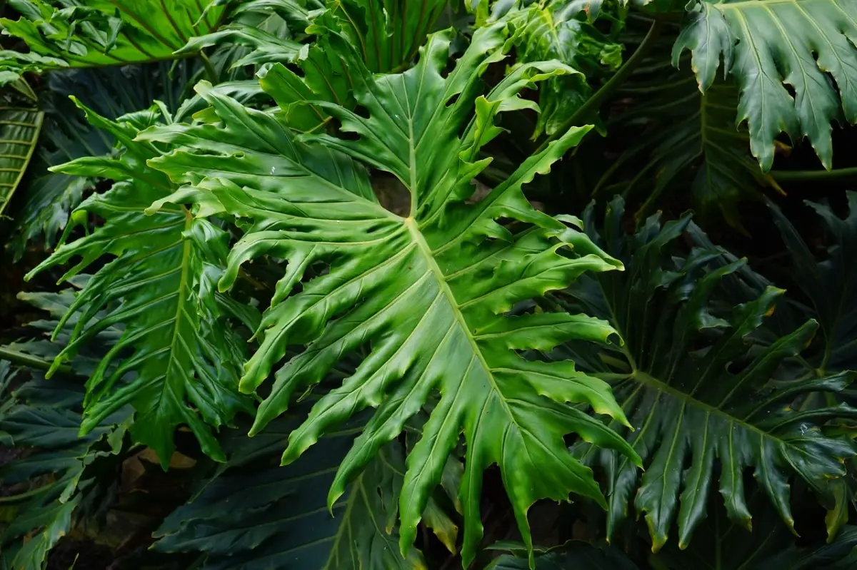 Philodendron: care | Gardening On