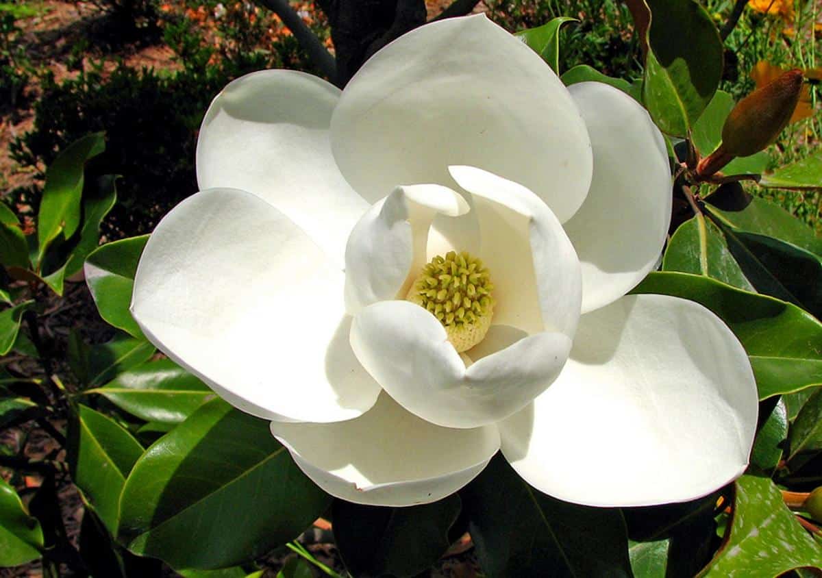 What is the most common color of magnolia?