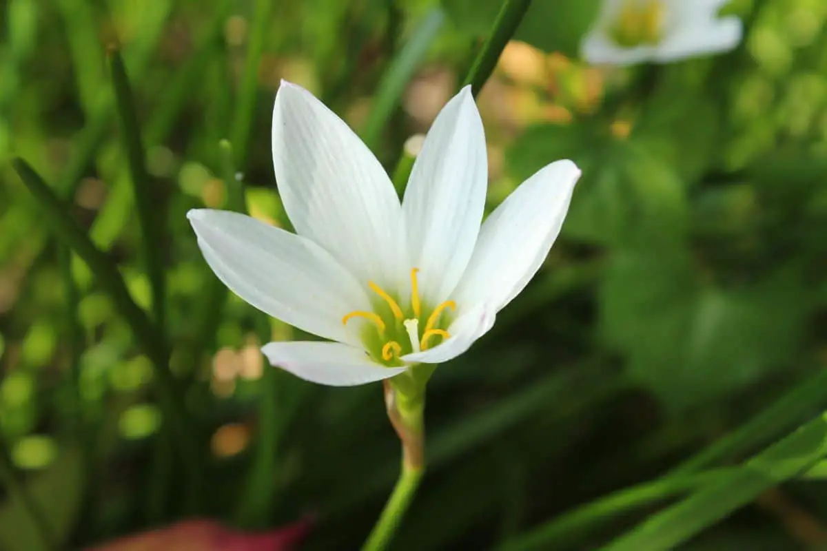 10 plants with small white flowers to beautify your home