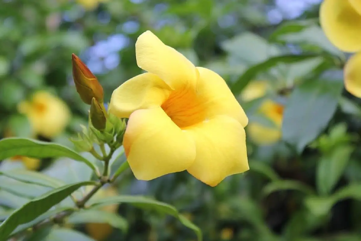 Allamanda cathartica: A plant with large yellow flowers
