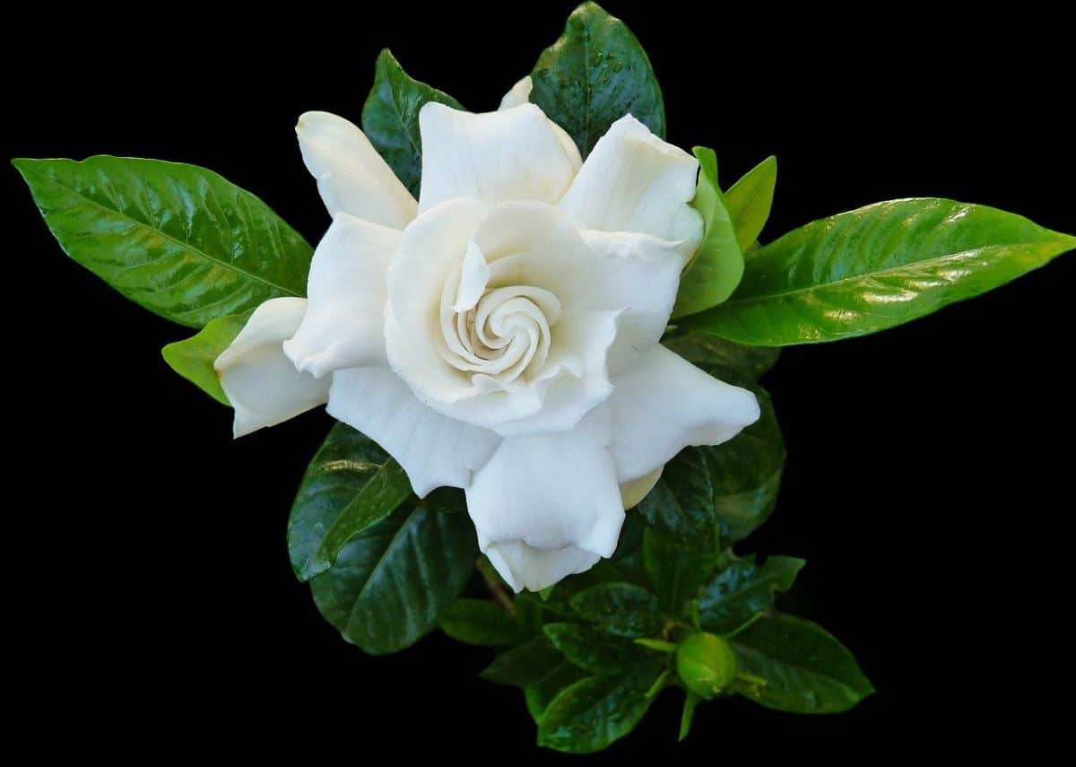 What are the characteristics of gardenias and how are they cared for?
