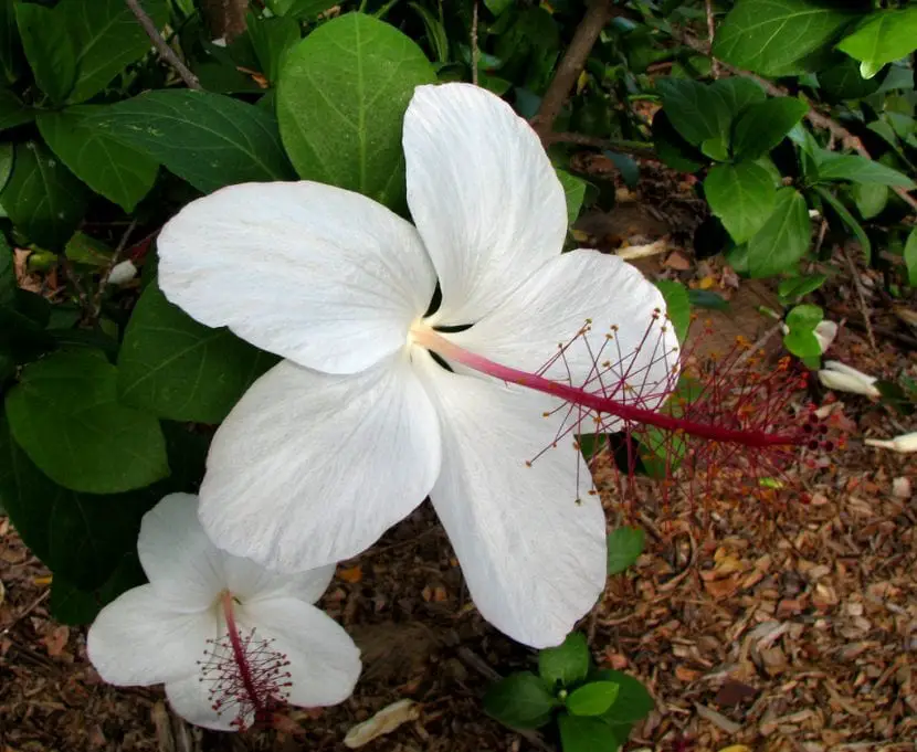 Arnott’s hibiscus (Hibiscus arnottianus)