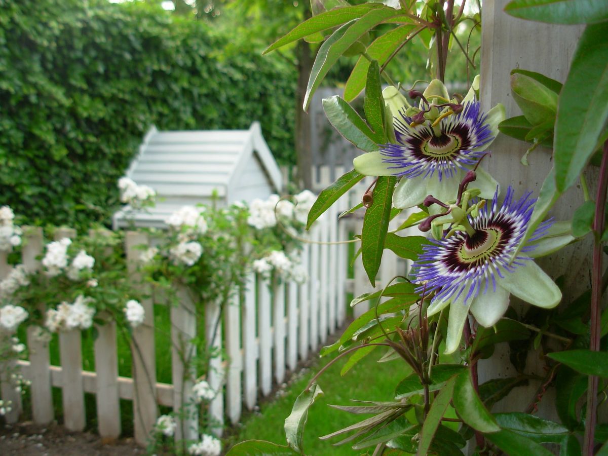 What fruit does the passion flower bear and what uses does it have?