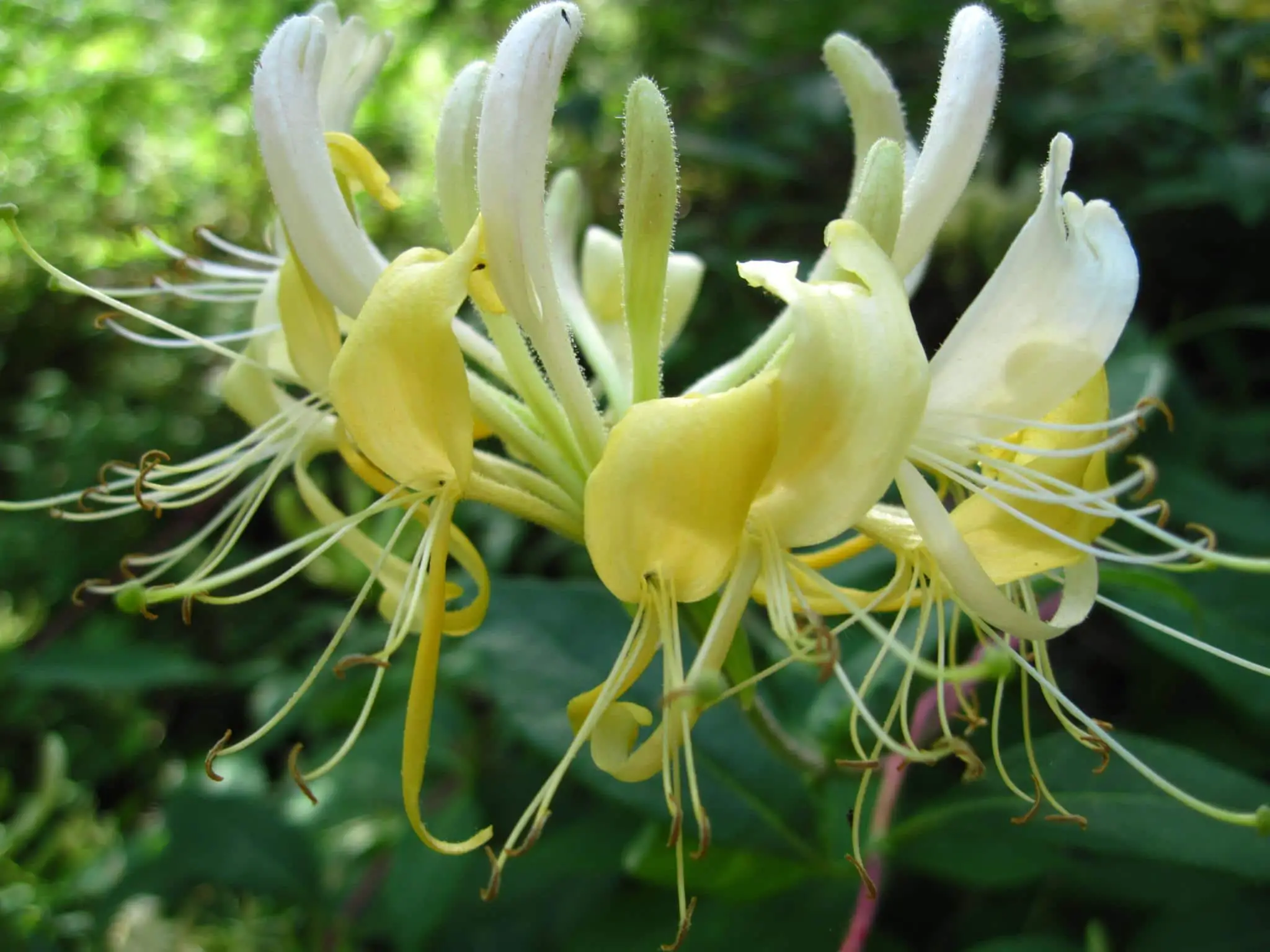 Lonicera periclymenum, all about the forest honeysuckle