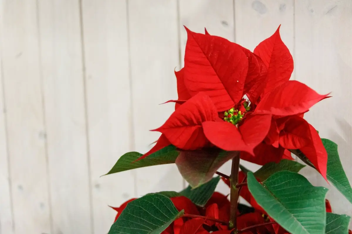 Is it possible to have a poinsettia outside?