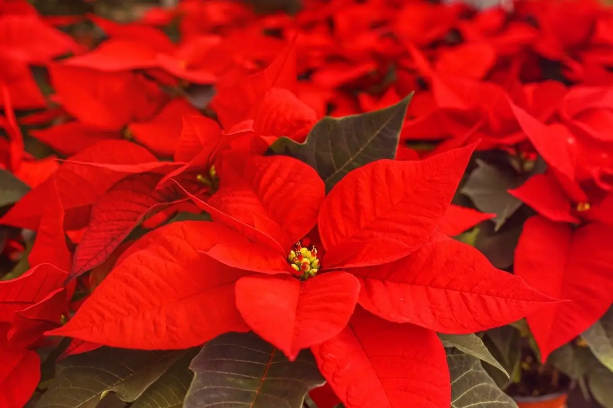 Caring for the Poinsettia after Christmas