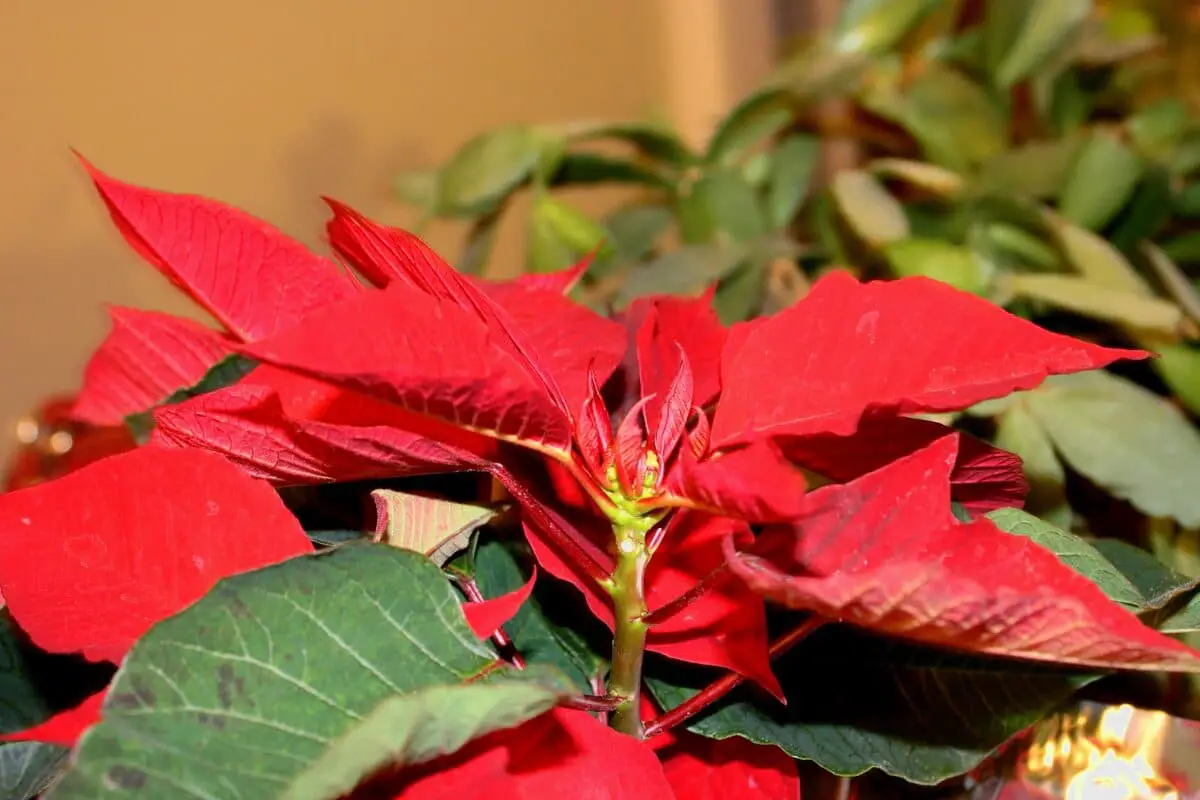 How to recover a poinsettia