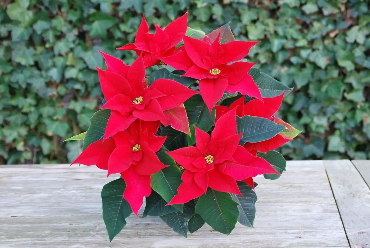 How to transplant a poinsettia