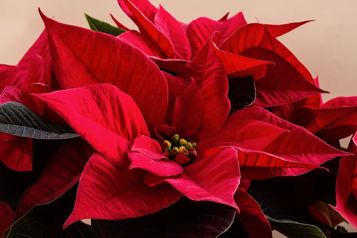 What to do if the poinsettia leaves fall off