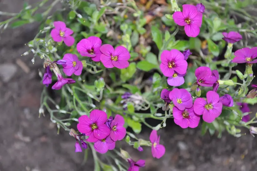 Characteristics, care and cultivation of Arabis blepharophylla