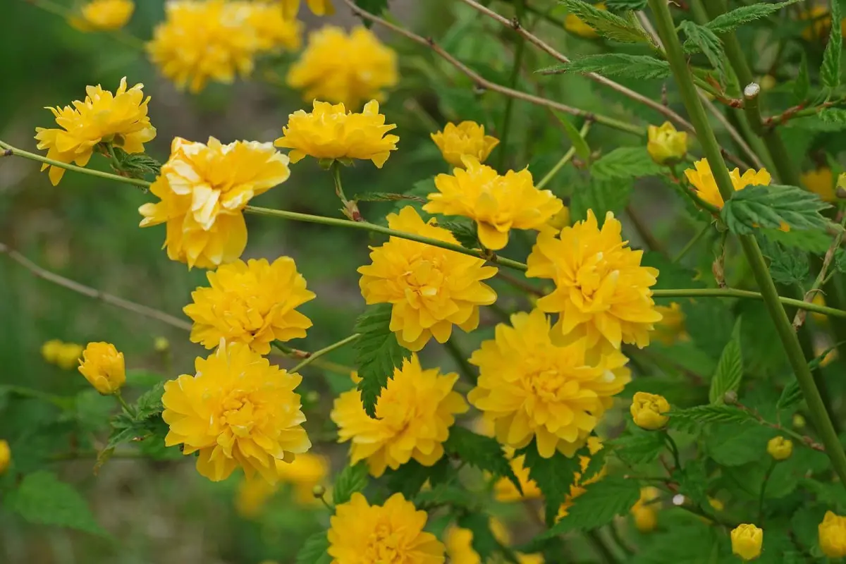 Kerria japonica: A shrub with yellow onarmental flowers