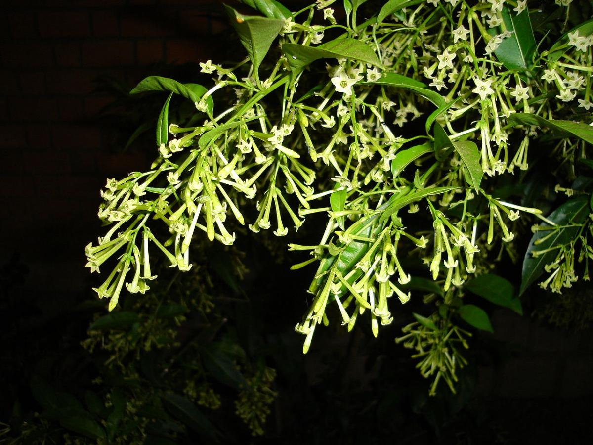 Lady of the night in a pot: characteristics, uses and care