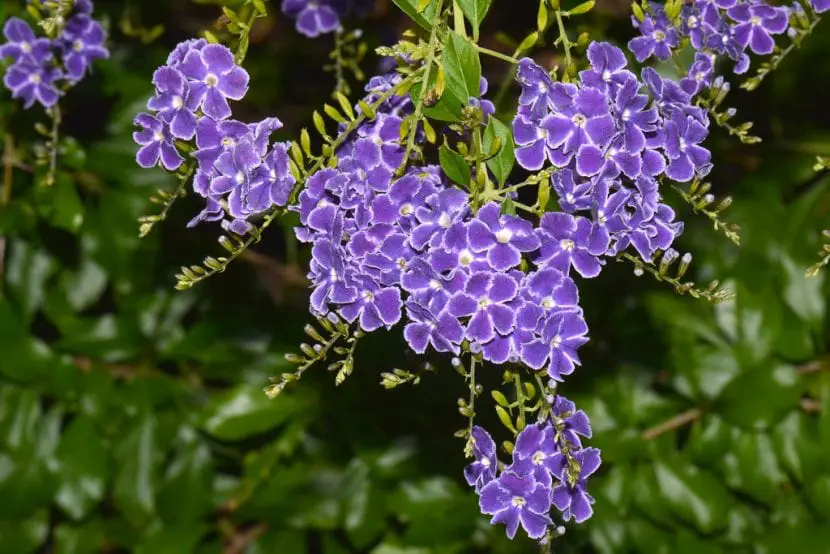 Duranta repens, a beautiful flowering shrub