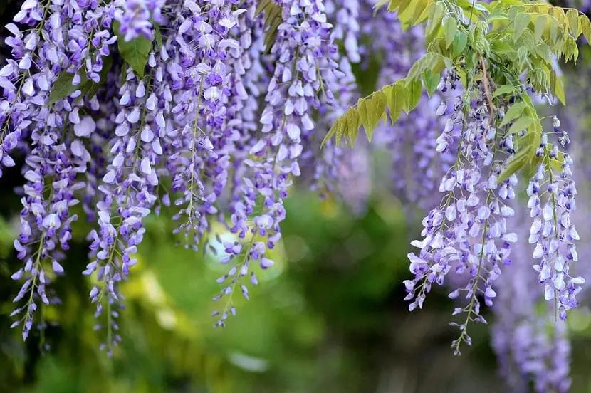 Wisteria, a climbing plant for your garden
