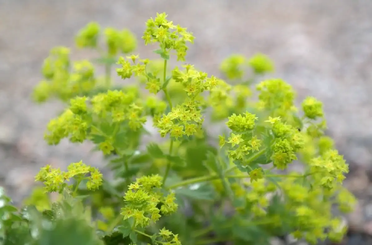 Discover the Alchemilla: A plant with great medicinal properties