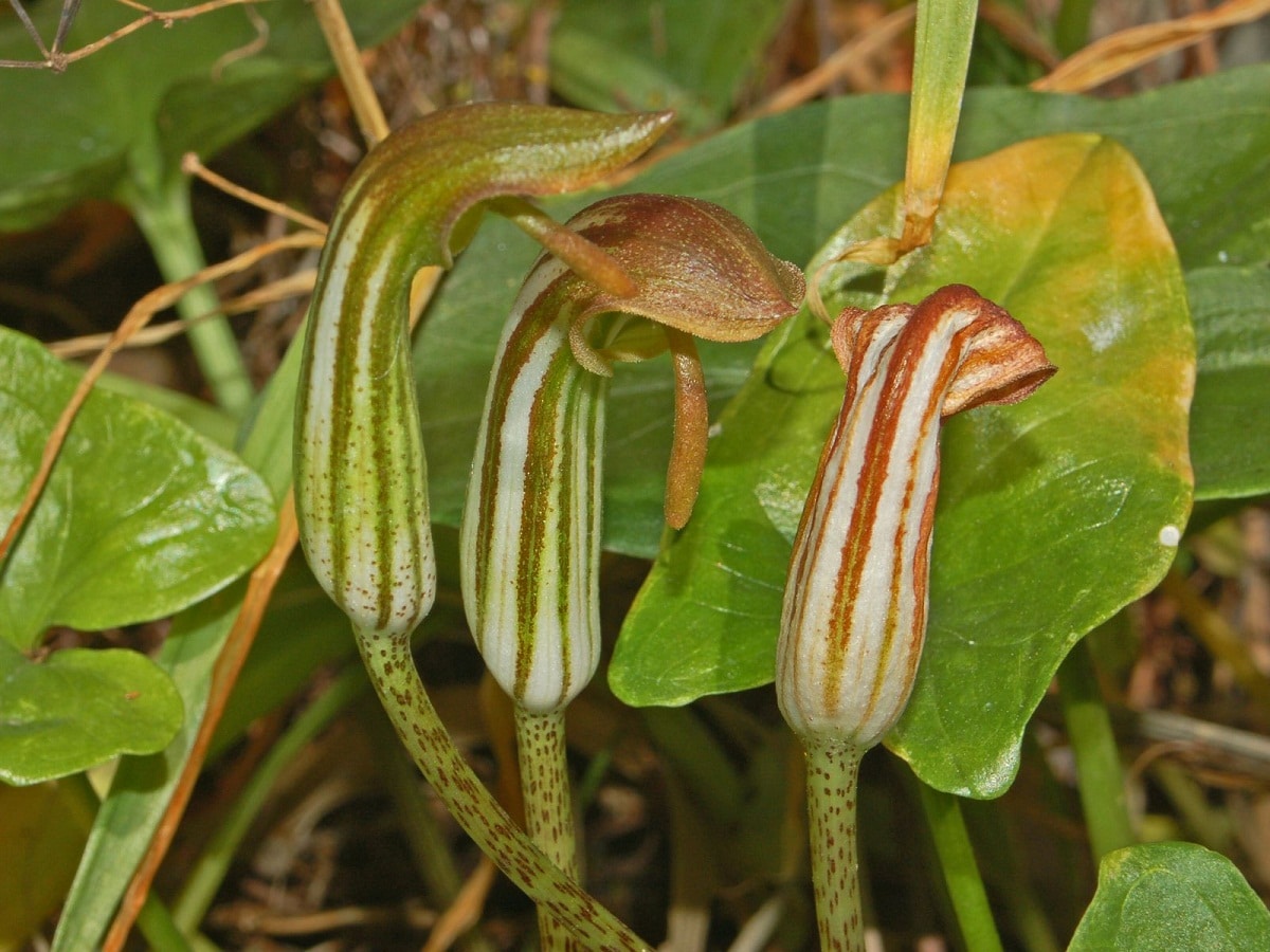 Arisarum vulgare: Discover a plant with very peculiar flowers