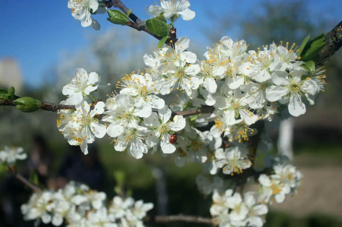 +15 types of Prunus for gardens and orchards